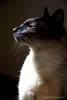 Sable In The Light